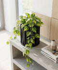 A rubber plant in a black, textured planter pot sits on a white windowsill, bathed in sunlight.