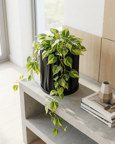 A rubber plant in a black, textured planter pot sits on a white windowsill, bathed in sunlight.