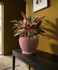 A pink planter pot with a plant in it sits on a dark wood table against a yellow wall with a framed picture.