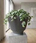 A large, modern planter pot filled with a lush, green plant. The pot is gray with vertical lines and sits on a concrete pedestal. The background includes a window with curtains and a concrete wall with artwork.