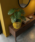 A monstera plant in a yellow, ribbed planter pot sits on a dark wood floor next to a window. A lamp and books are on a cabinet in the background.