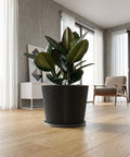 A potted plant with patterned leaves sits on a wooden windowsill in a gray geometric planter pot, illuminated by sunlight.