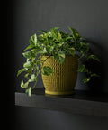 A vibrant green pothos plant spills from a textured, mustard-yellow planter pot, resting on a dark shelf against a charcoal wall.