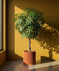 A vibrant Schefflera plant in a terracotta planter pot stands against a golden wall, casting playful shadows.