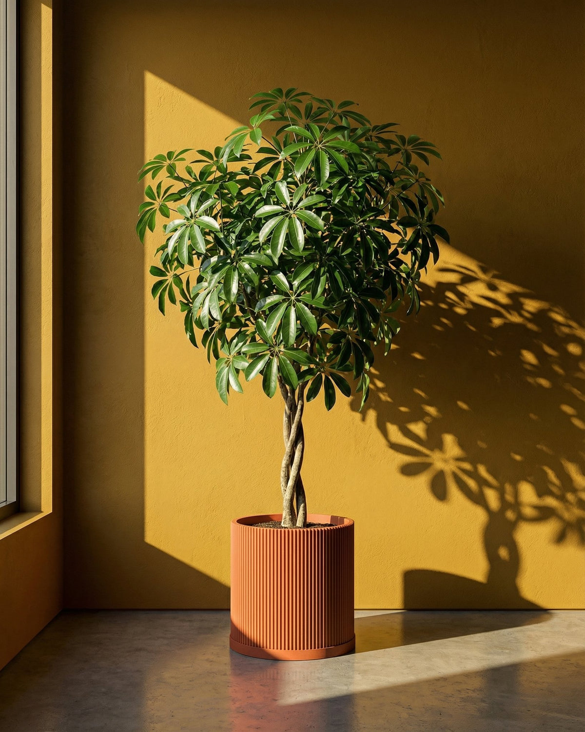 A vibrant Schefflera plant in a terracotta planter pot stands against a golden wall, casting playful shadows.