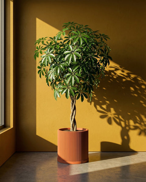 A vibrant Schefflera plant in a terracotta planter pot stands against a golden wall, casting playful shadows.