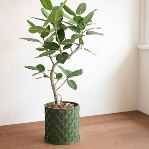 Avocado Green Chisel