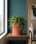 A woven orange planter pot sits on a wooden table next to a window, filled with a lush green plant.