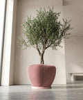 A potted olive tree in a pink, ribbed planter pot sits on a gray floor in a minimalist interior.