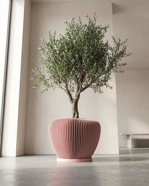 A potted olive tree in a pink, ribbed planter pot sits on a gray floor in a minimalist interior.