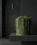 A green string of pearls plant in a geometric planter pot sits on a dark gray surface against a dark background.