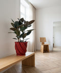 A red planter pot with a green plant sits on a wooden shelf in front of a window. The pot has a spiral design.