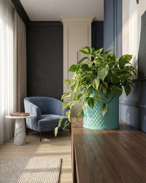 A light blue woven planter pot sits on a wooden surface, filled with a lush green plant. In the background, a blue chair and a marble table are visible.