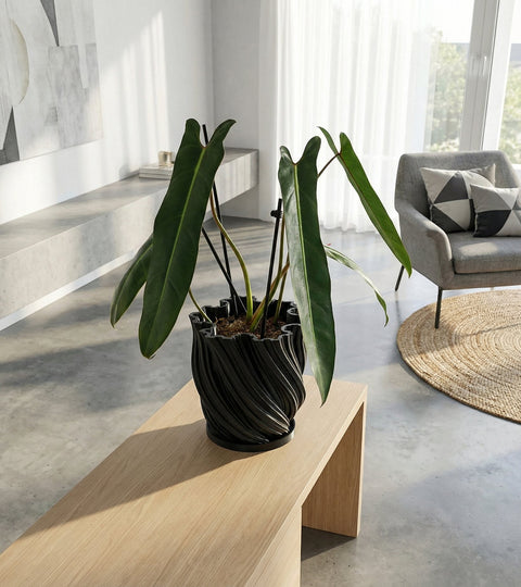 A tall plant in a black, textured planter pot sits on a dark wooden floor. The pot has a unique, swirling pattern.