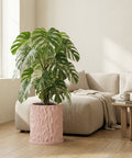 A Monstera plant in a pink textured planter pot sits in a bright, neutral-toned living room.
