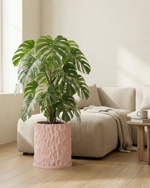 A Monstera plant in a pink textured planter pot sits in a bright, neutral-toned living room.