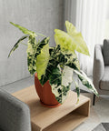 A vibrant pothos plant cascades from a textured terracotta planter, adding a touch of nature to a cozy living space.