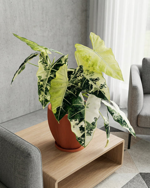 A vibrant pothos plant cascades from a textured terracotta planter, adding a touch of nature to a cozy living space.