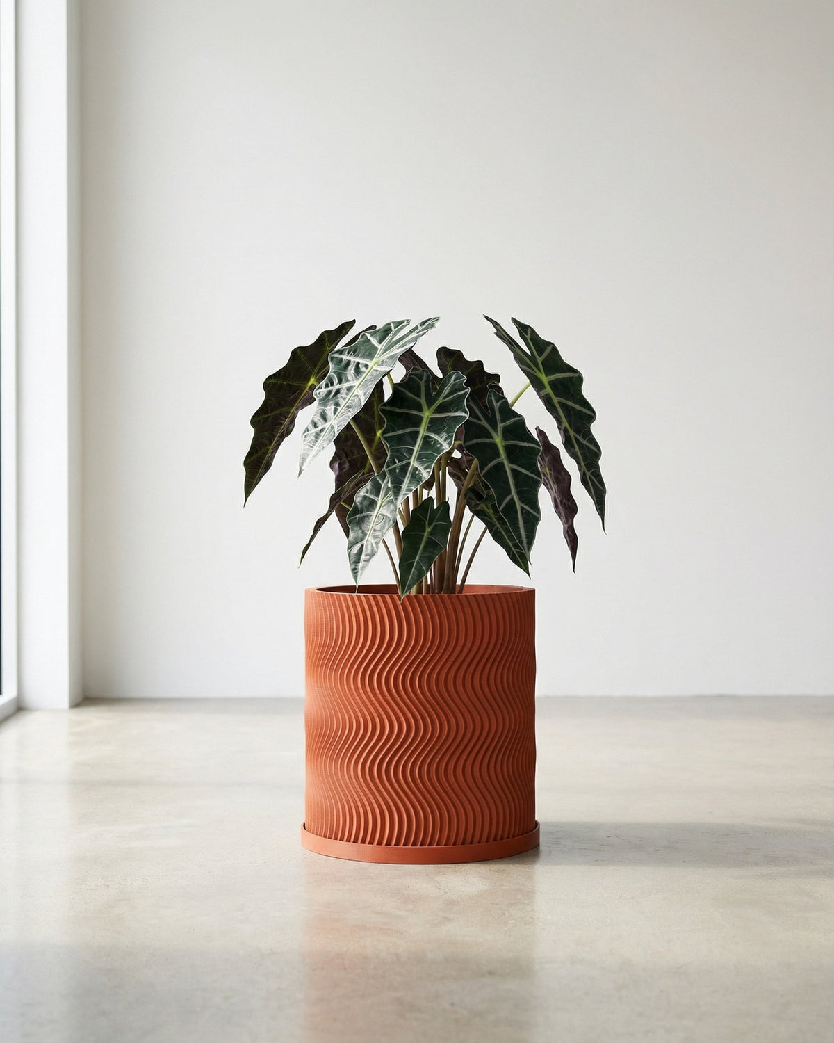 A terracotta planter pot with a wavy design, holding a lush green plant with striking white veins, sits on a light gray floor.