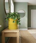 A yellow planter pot with a green plant sits on a wooden table in a room with green walls and round mirrors.