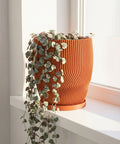 A String of Hearts plant in an orange planter pot sits on a white windowsill. The pot has a unique, ridged design.