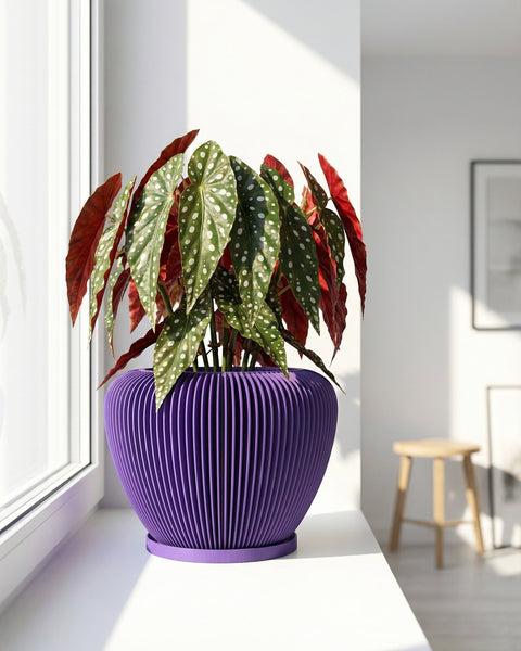 A begonia plant with spotted leaves in a purple, vertically-ribbed planter pot sitting on a white windowsill.