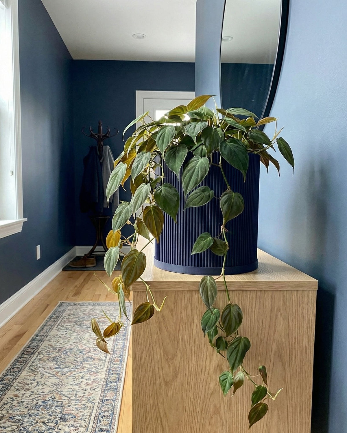 navy blue indoor planter Planter Pot With Drainage, Saucer Included