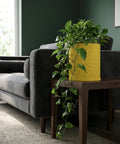 A vibrant yellow planter pot sits atop a dark wood side table, overflowing with lush green leaves. A gray sofa is in the background.