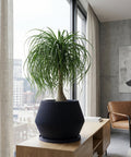 A money tree plant in a dark blue ribbed planter pot sits in a bright, modern room with a large window and a wooden cabinet in the background. The plant is lush and green, with a braided trunk. The pot has a unique, textured design.