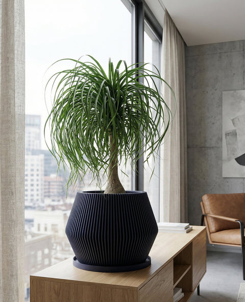 A money tree plant in a dark blue ribbed planter pot sits in a bright, modern room with a large window and a wooden cabinet in the background. The plant is lush and green, with a braided trunk. The pot has a unique, textured design.