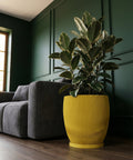 A yellow planter pot with a rubber plant sits next to a gray sofa in a room with dark green walls and wood floors.