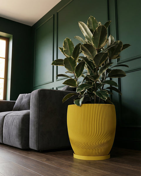 A yellow planter pot with a rubber plant sits next to a gray sofa in a room with dark green walls and wood floors.