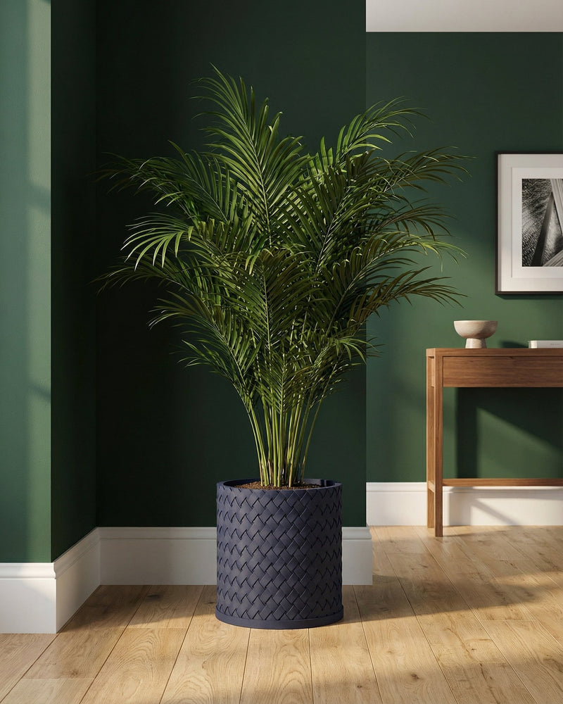 A large indoor palm plant sits in a dark blue woven planter pot on a light wood floor against a dark green wall.