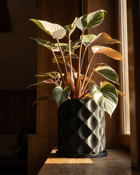 A plant with variegated leaves in a black planter pot with a geometric pattern, sitting on a windowsill in warm sunlight.