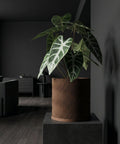 A planter pot with a wavy design sits on a dark gray stand, holding a plant with large, patterned leaves.