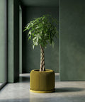 A monstera plant in a yellow geometric planter sits on a dark wood cabinet in a room with red walls. A mirror and lamp are nearby.