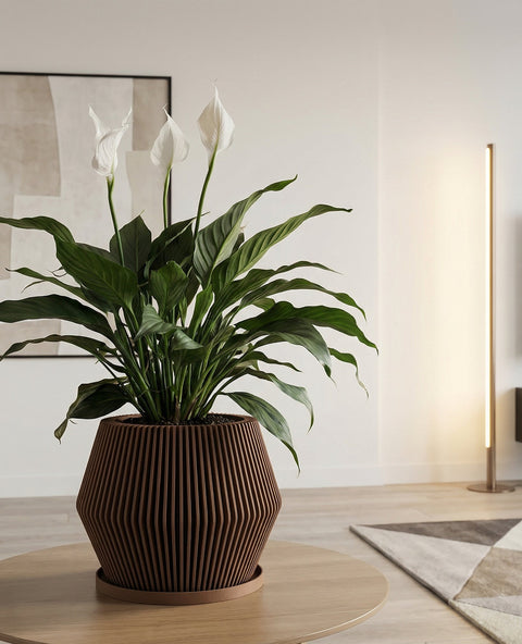 A modern living room features a large Alocasia plant in a unique, vertically-slatted wooden planter pot. The pot is brown and sits on a matching saucer. In the background, a wooden cabinet, a geometric wall art, and large windows with sheer curtains add to the room's contemporary aesthetic.