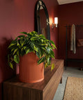 A vibrant green philodendron plant overflows from a textured, terracotta-colored planter pot, sitting atop a wooden console table.