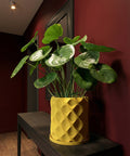 A yellow planter pot with a geometric pattern sits on a dark wood table against a red wall, holding a lush green plant.