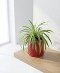 A spider plant sits in a red woven planter pot on a wooden shelf in front of a white wall and window.