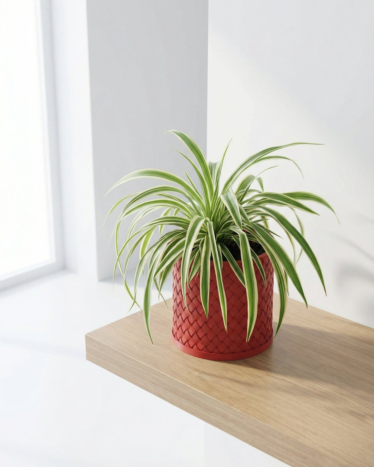 A spider plant sits in a red woven planter pot on a wooden shelf in front of a white wall and window.
