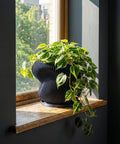 A dark blue planter pot with a ribbed design sits on a wooden table next to a plant with large, patterned leaves.