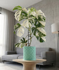 A Monstera plant with variegated leaves sits in a textured, light blue planter pot on a wooden table in a modern living room.