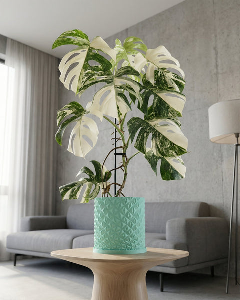 A Monstera plant with variegated leaves sits in a textured, light blue planter pot on a wooden table in a modern living room.