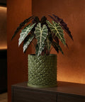 A green planter pot with a geometric design sits on a dark wood cabinet. The pot contains a plant with large, patterned leaves.