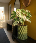 A Monstera plant in a green, textured planter pot sits on a dark wood table against a mustard-colored wall.