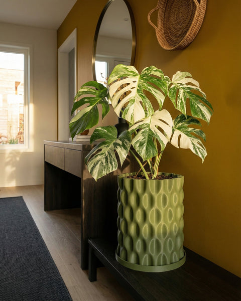 A Monstera plant in a green, textured planter pot sits on a dark wood table against a mustard-colored wall.