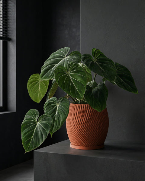 A Philodendron Gloriosum plant sits in a textured, terracotta-colored planter pot on a dark shelf against a dark wall.
