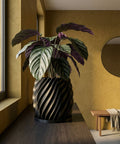 A Calathea plant sits in a black, spiral-designed planter pot on a dark wood surface, with a yellow wall and window in the background.