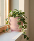 A pink planter pot with a plant sitting on a windowsill. The pot has a unique, wavy design.